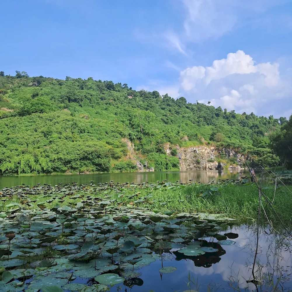 Khung cảnh đầm sen yên bình